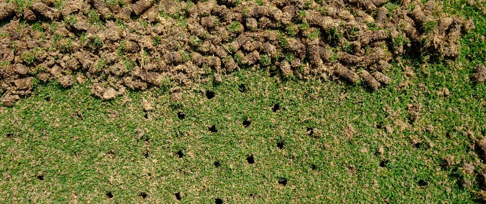 Lawn in St. Louis, MO, with aeration holes and soil cores.