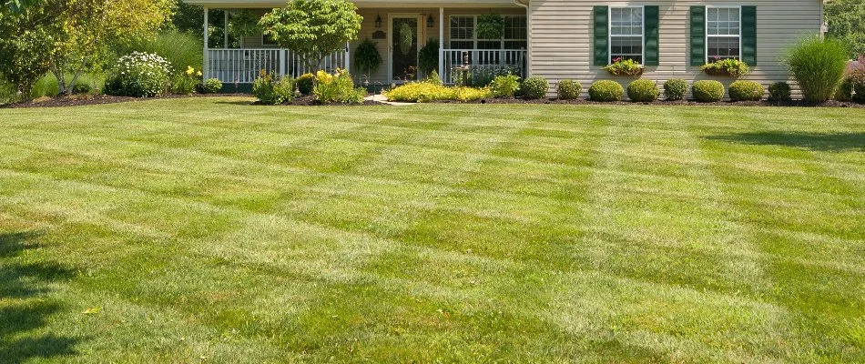 Lawn in St. Louis, MO, with a visible mowing pattern.