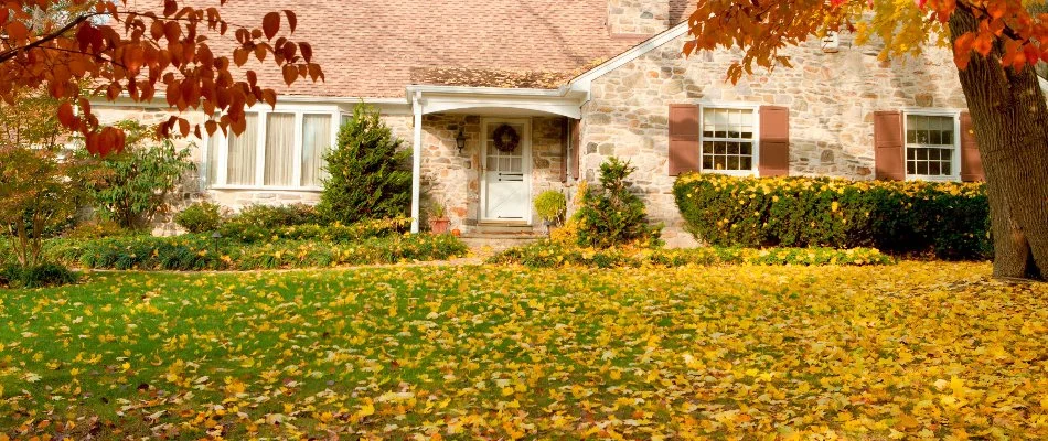 Yellow leaves on a lawn by a house in St. Louis, MO.